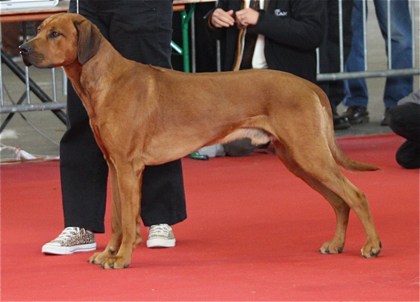 Photograph showing the Rhodesian Ridgeback breed