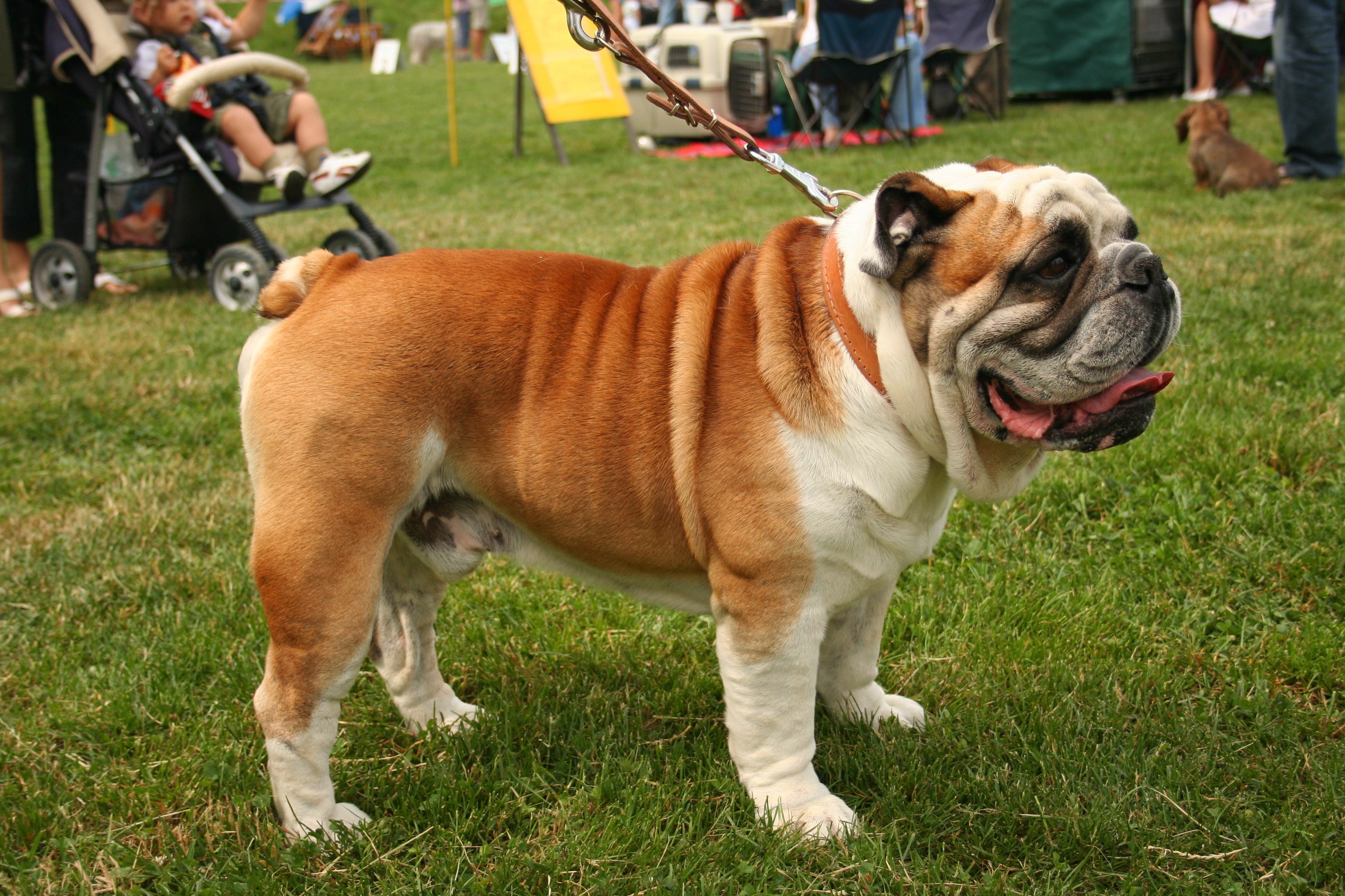 Photograph showing the Bulldog breed