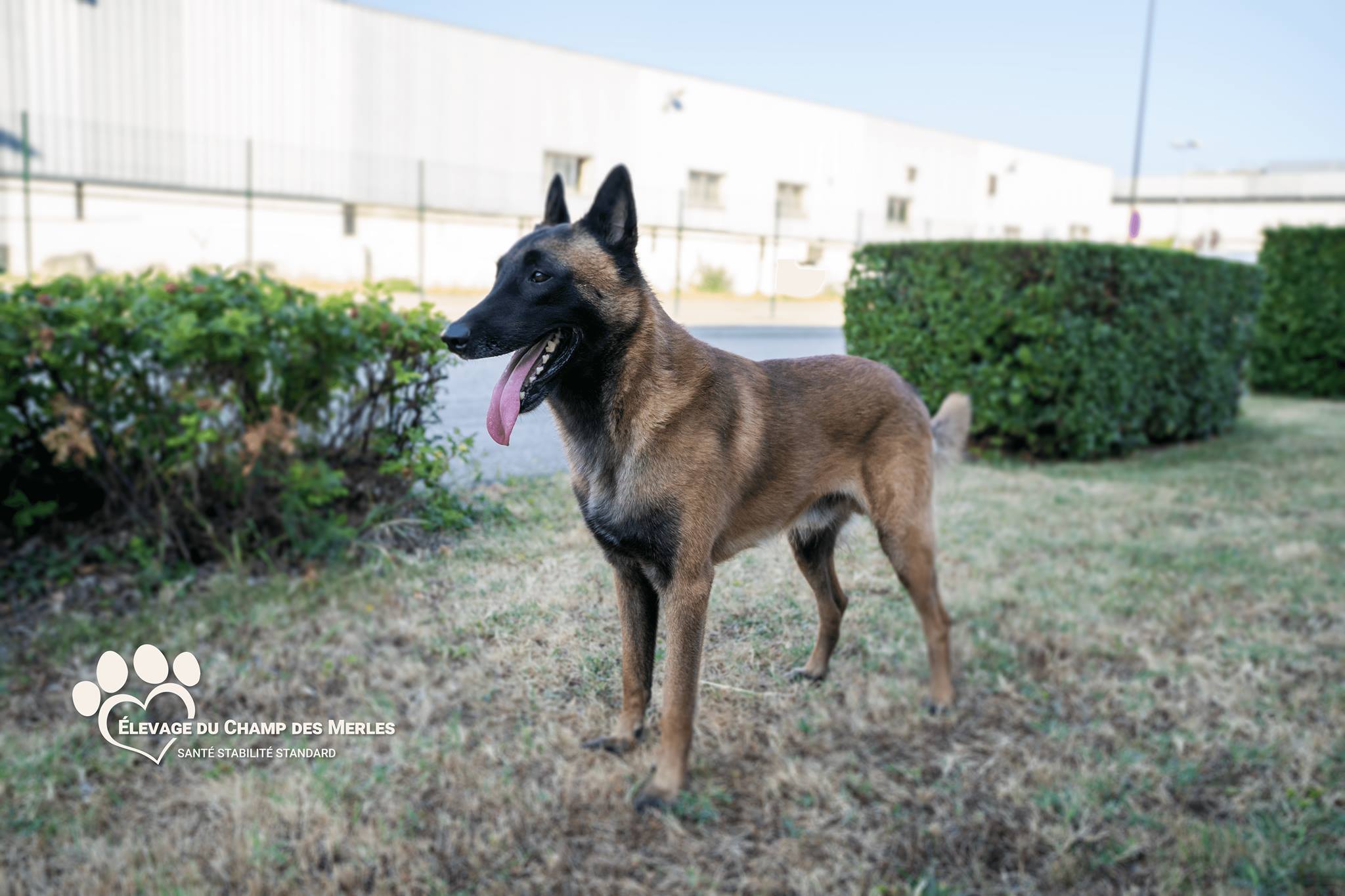 Photograph showing the Belgian Shepherd Dog breed