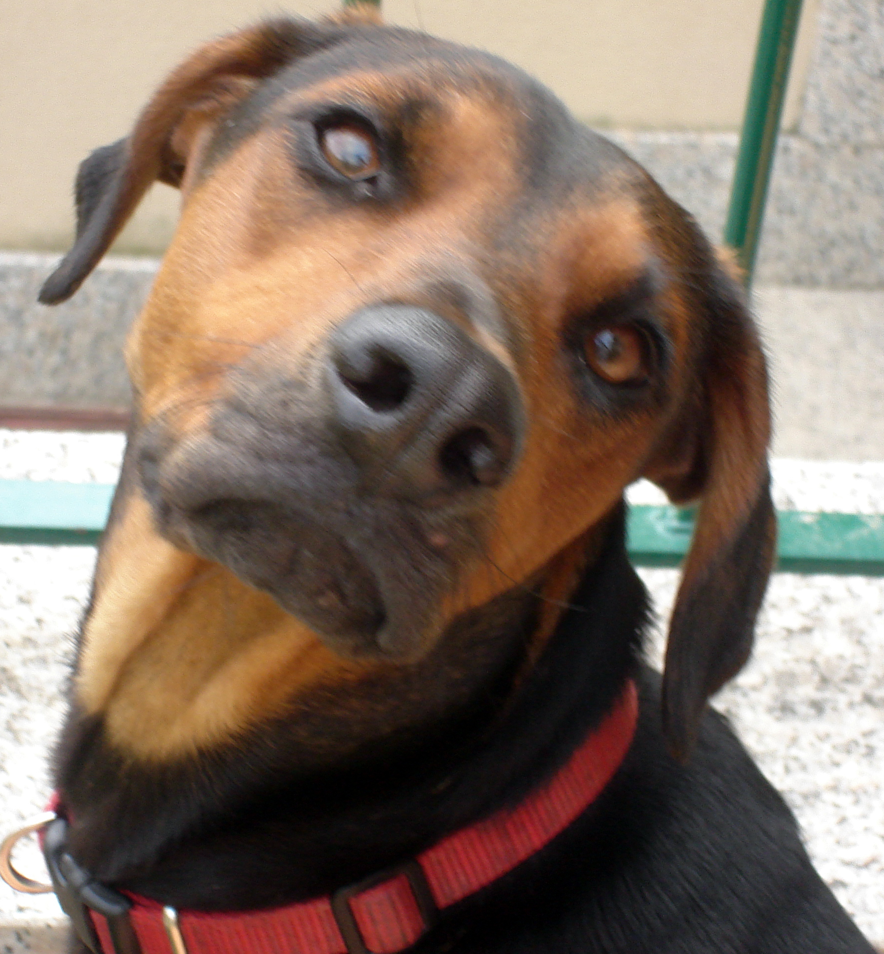 Photograph showing the Serbian Hound breed