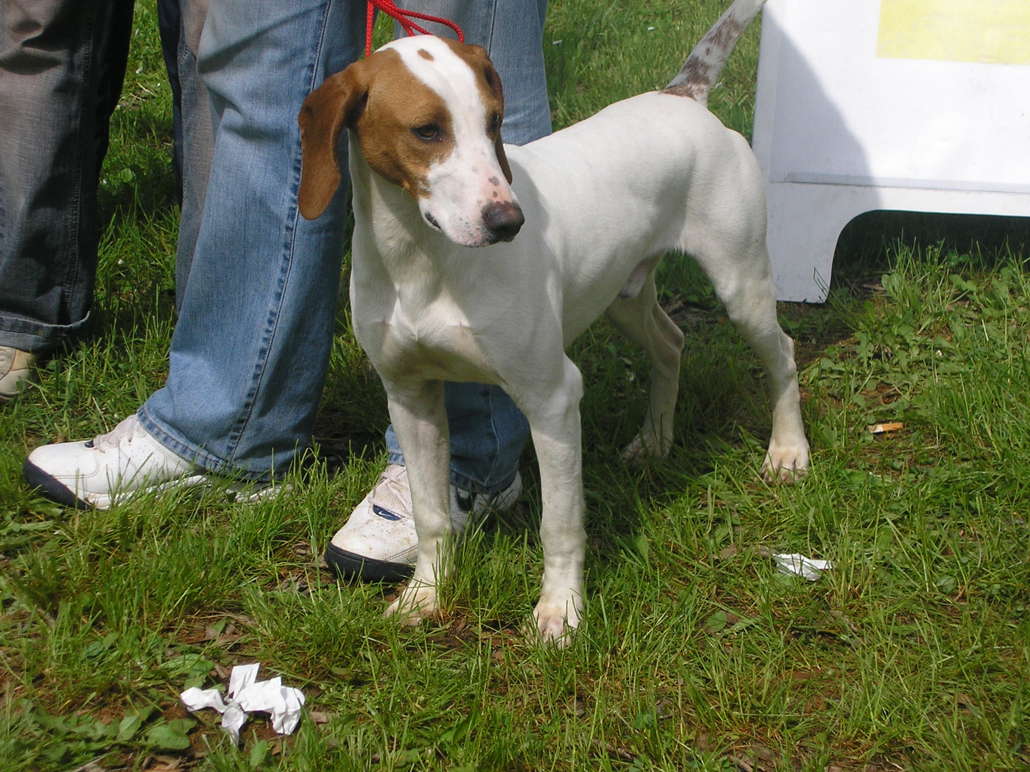 Photograph showing the Istrian Shorthaired Hound breed