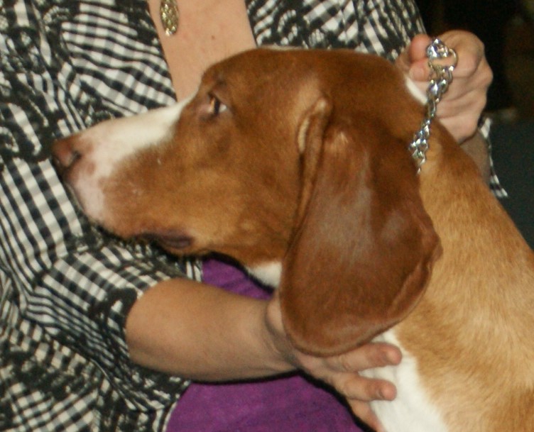 Photograph showing the Posavac Hound breed