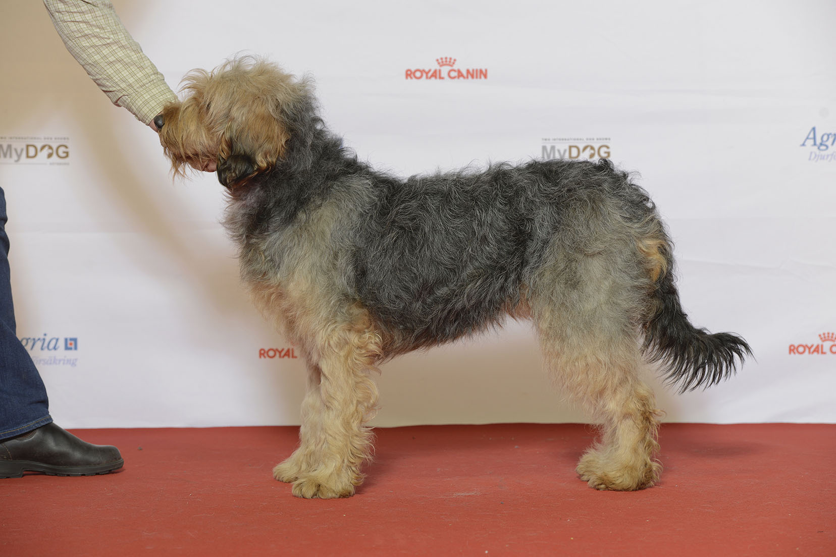 Photograph showing the Bosnian Coarse-Haired Hound breed
