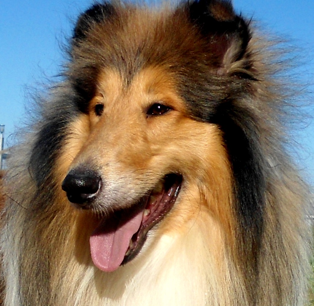 Photograph showing the Rough Collie breed