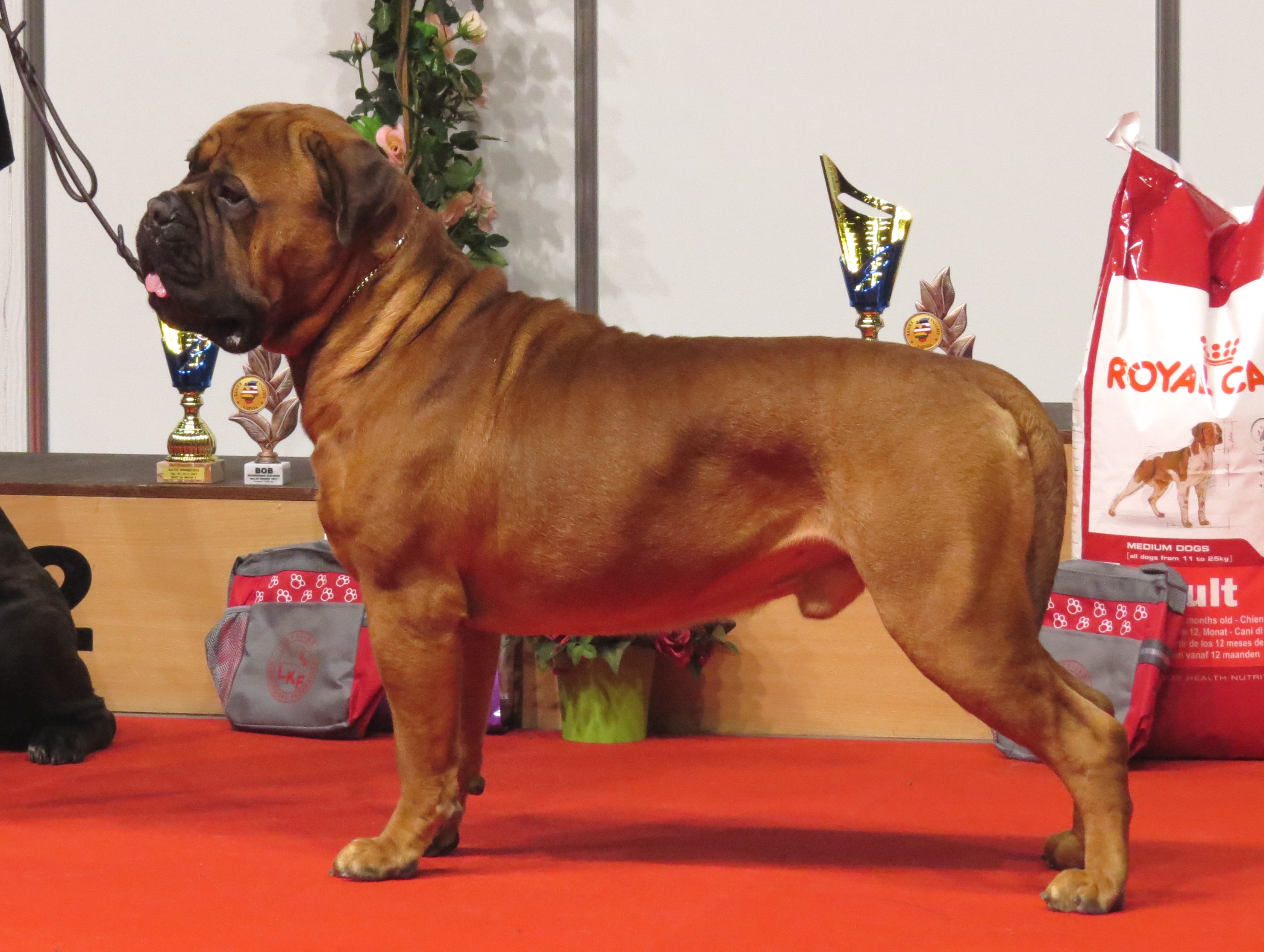 Photograph showing the Bullmastiff breed