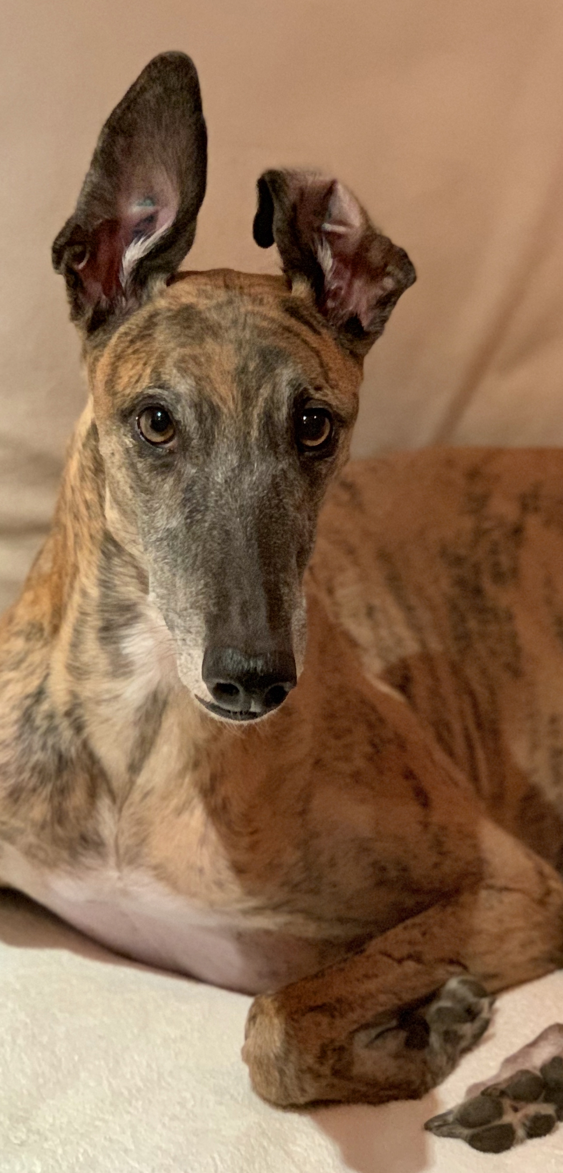 Photograph showing the Greyhound breed