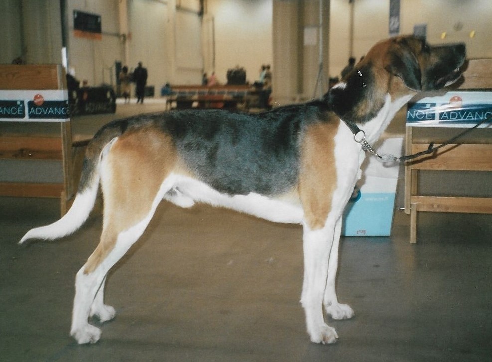 Photograph showing the English Foxhound breed