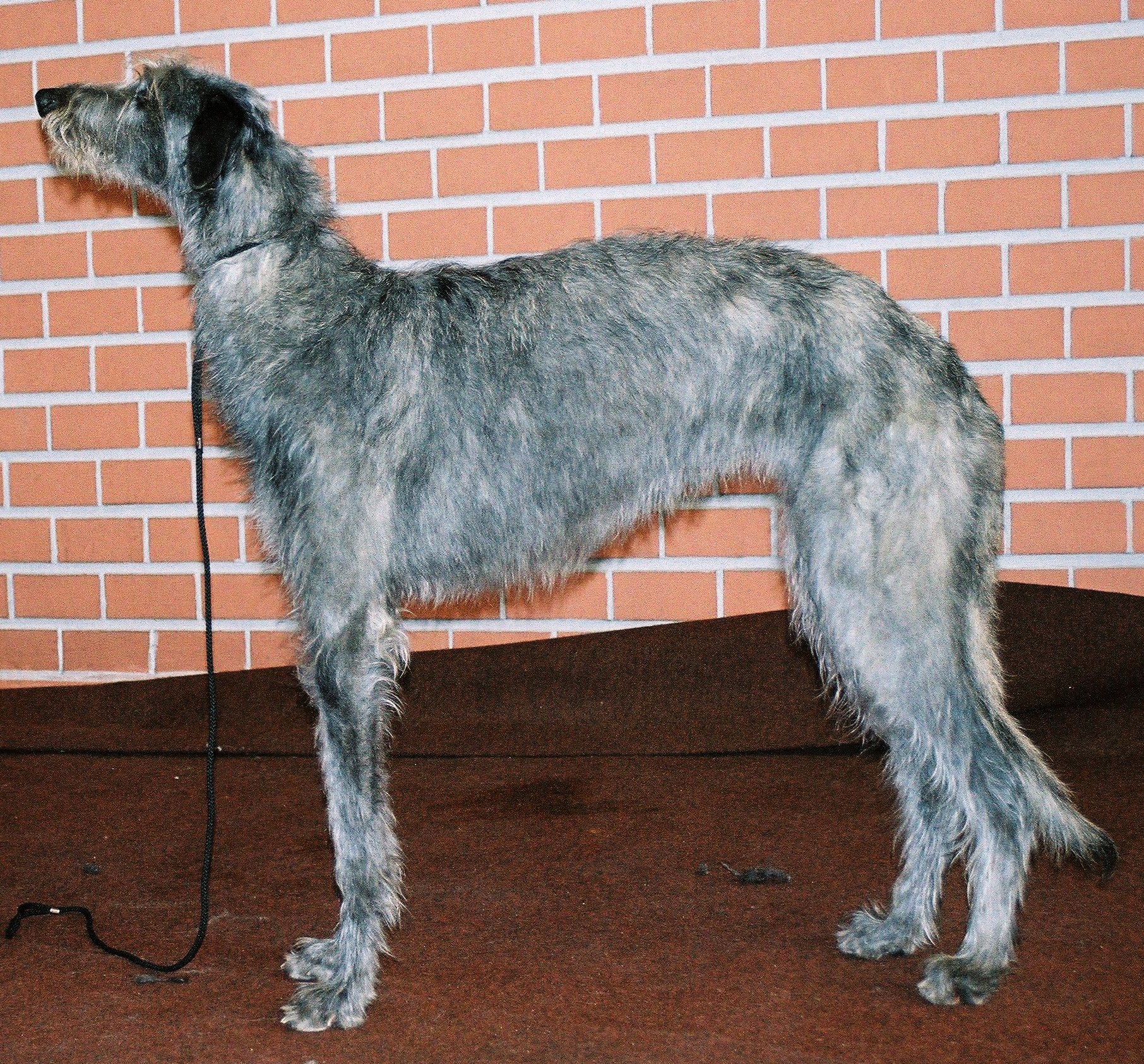 Photograph showing the Scottish Deerhound breed
