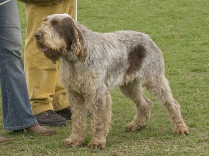 Photograph showing the Italian Spinone breed