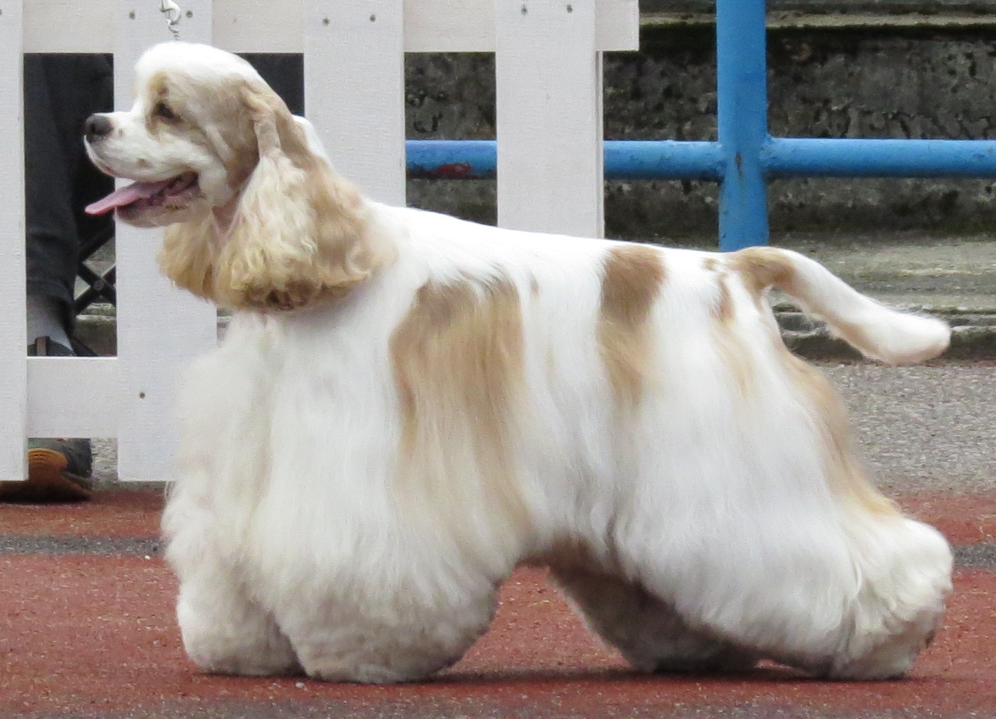 Photograph showing the American Cocker Spaniel breed
