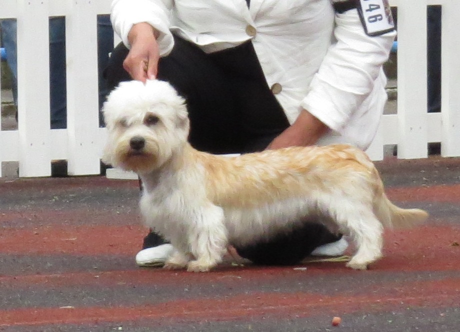 Photograph showing the Dandie Dinmont Terrier breed