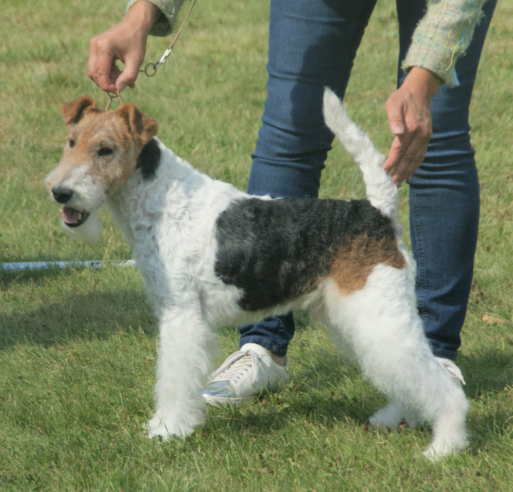 Photograph showing the Wire Fox Terrier breed