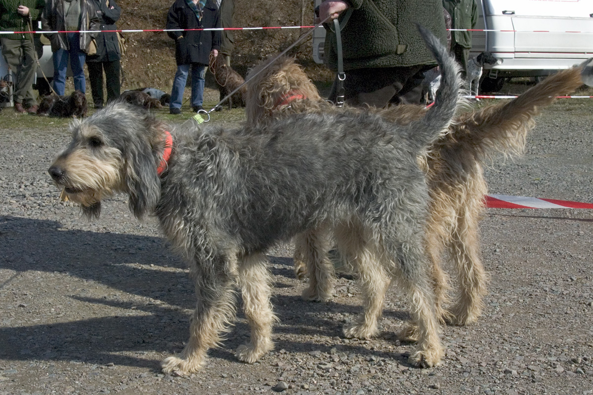 Photograph showing the Griffon Nivernais breed