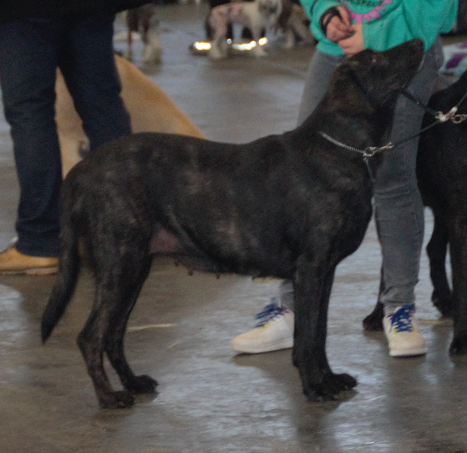 Photograph showing the Castro Laboreiro Dog breed