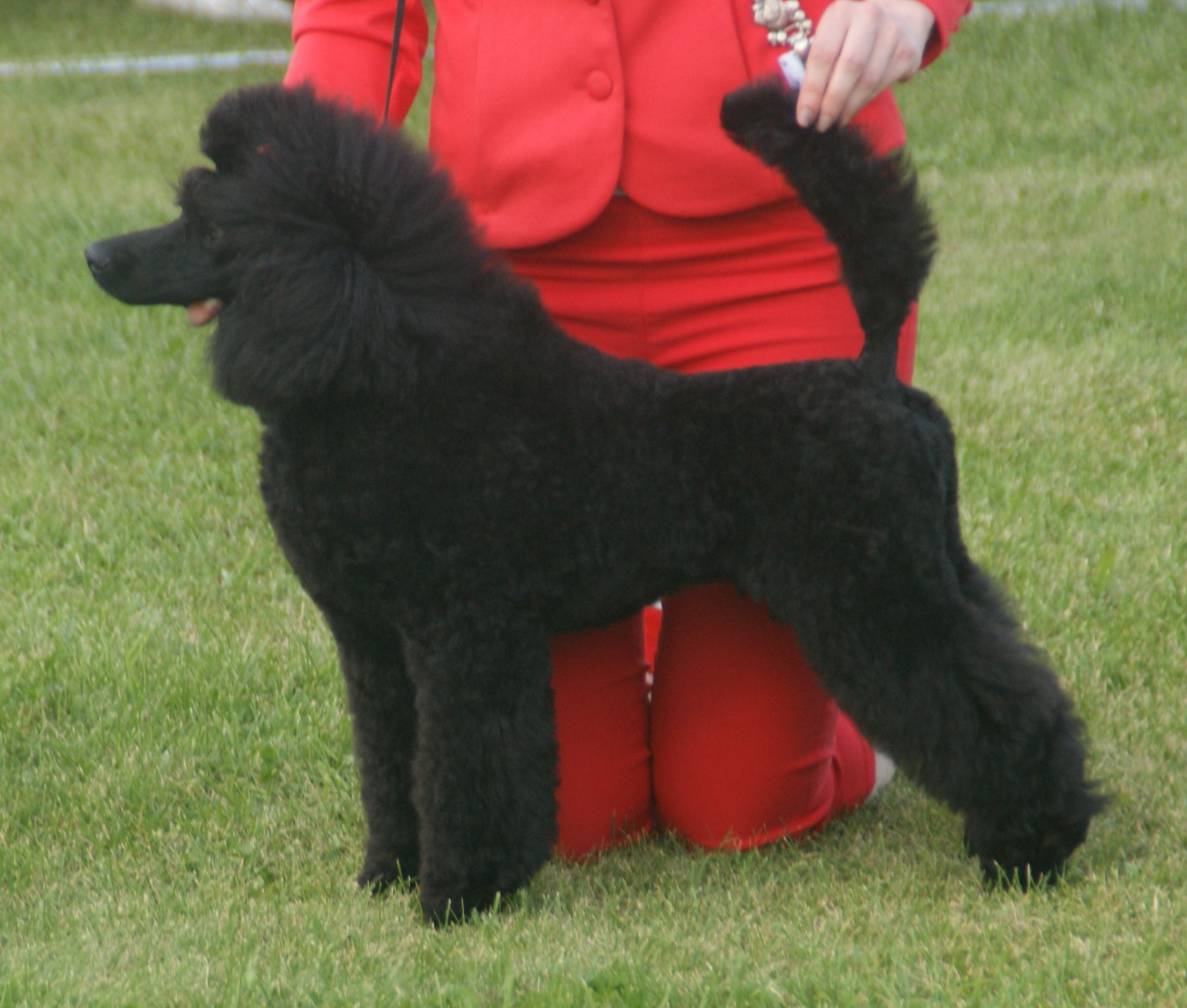 Photograph showing the Poodle breed