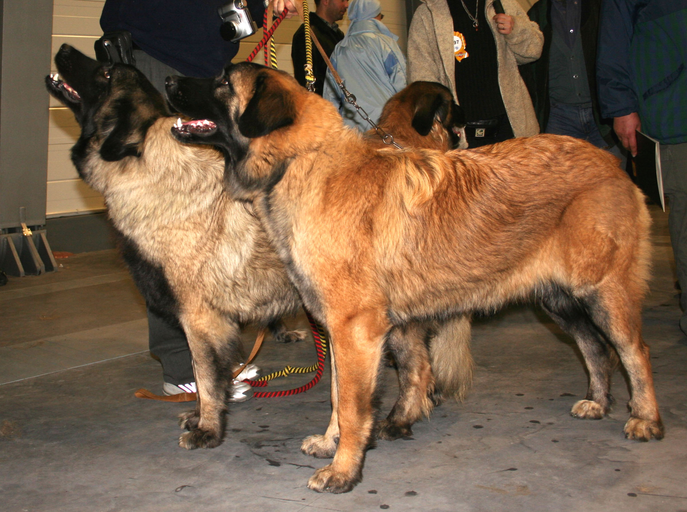 Photograph showing the Estrela Mountain Dog breed