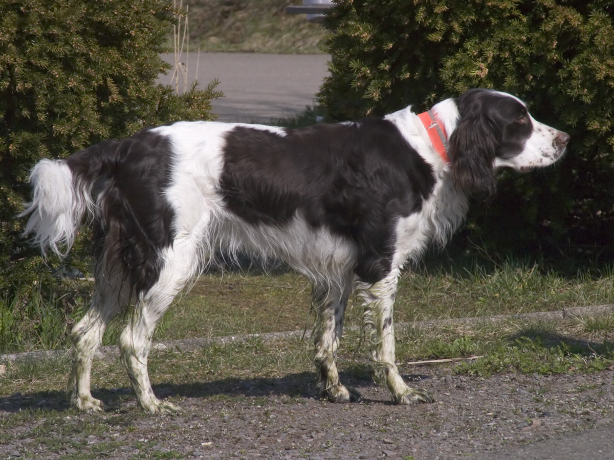 Photograph showing the French Spaniel breed