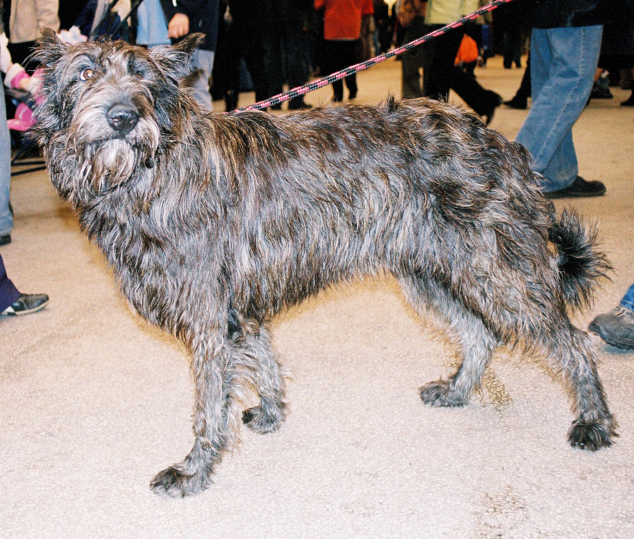 Photograph showing the Picardy Sheepdog breed