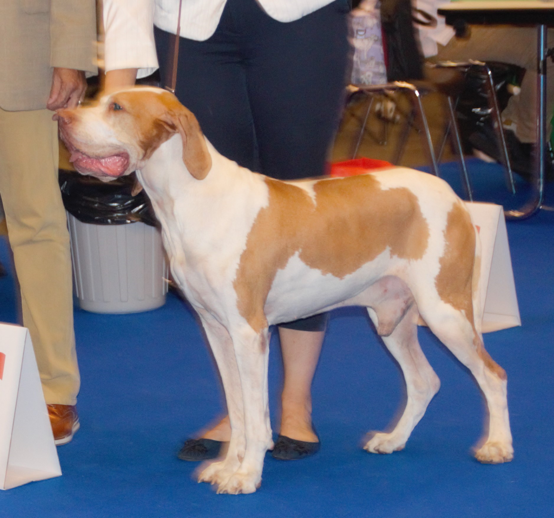 Photograph showing the Ariege Pointer breed