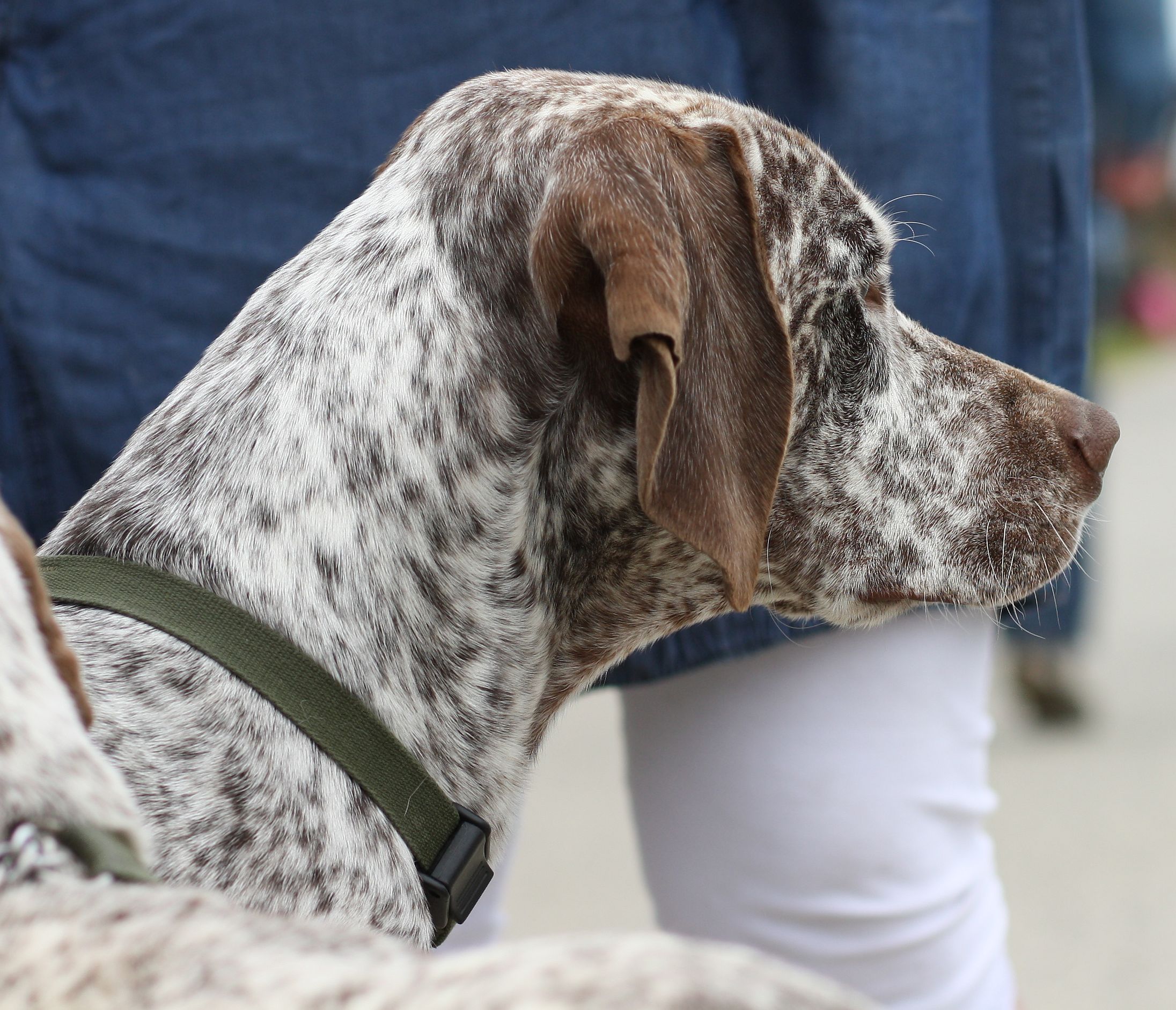 Photograph showing the Braque du Bourbonnais breed