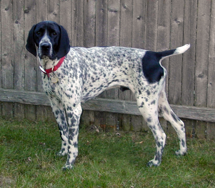 Photograph showing the Braque d'Auvergne breed