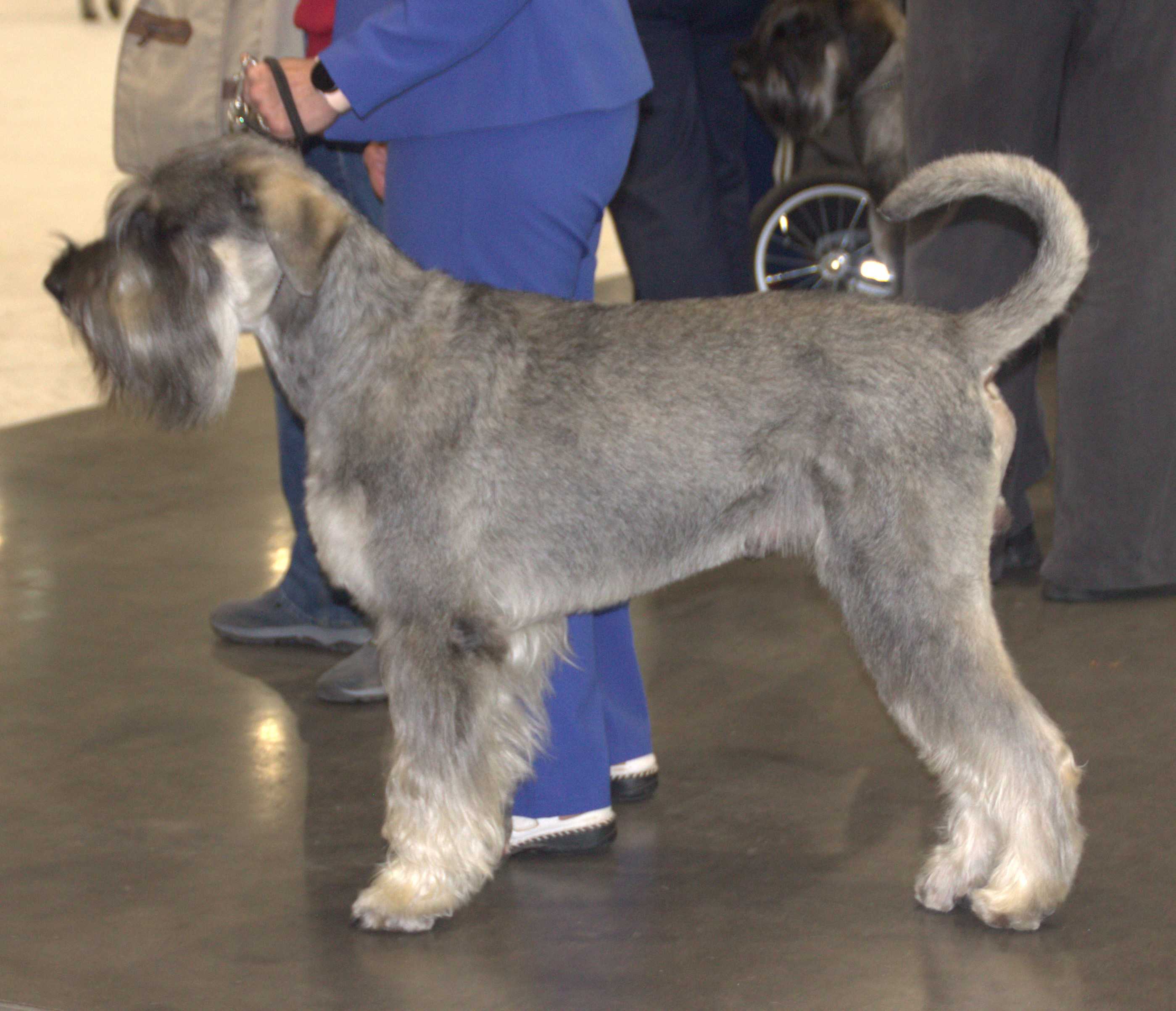 Photograph showing the Giant Schnauzer breed