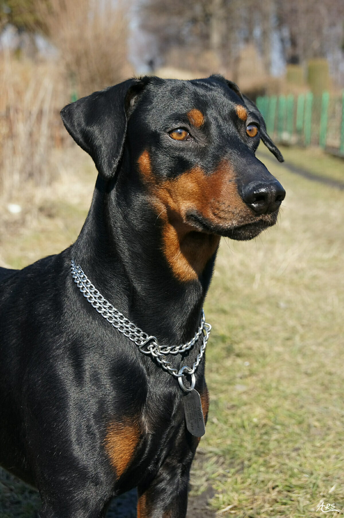 Photograph showing the German Pinscher breed
