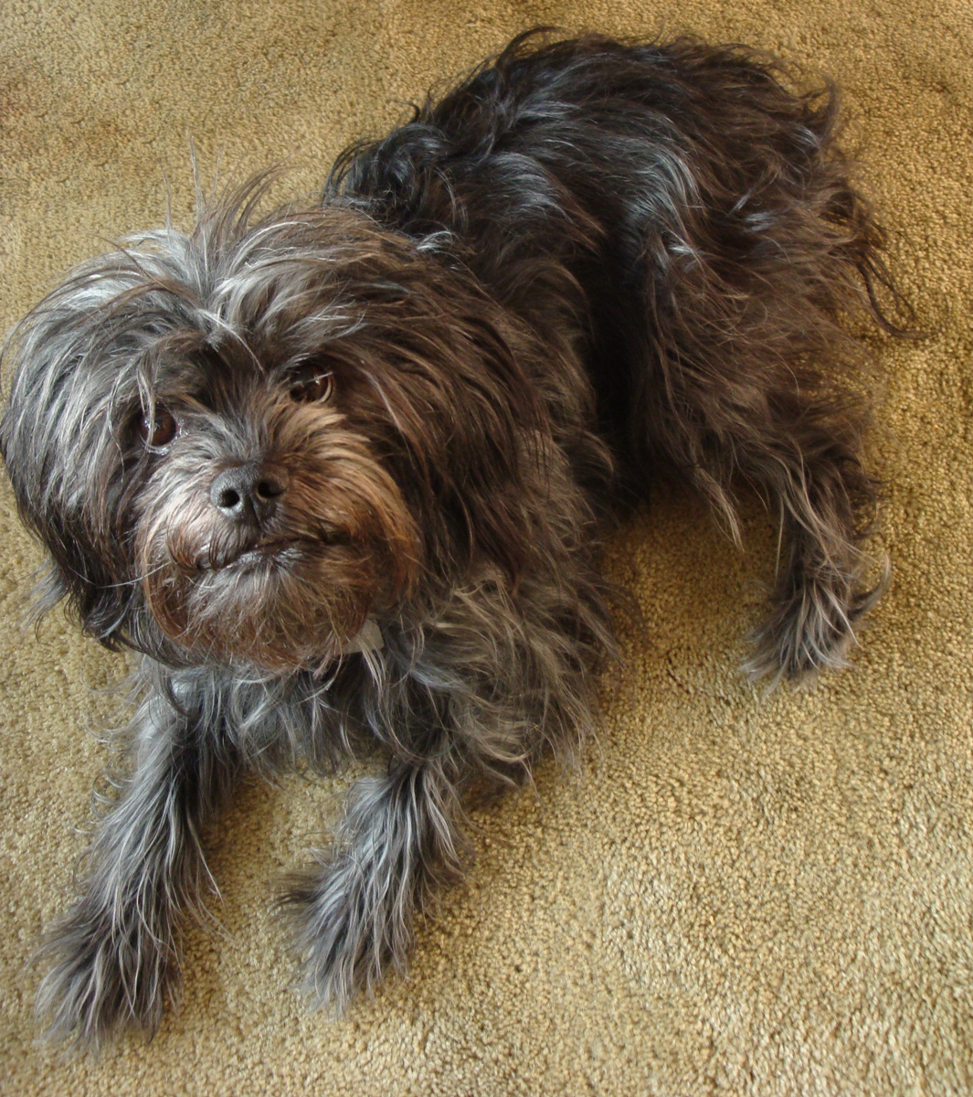 Photograph showing the Affenpinscher breed