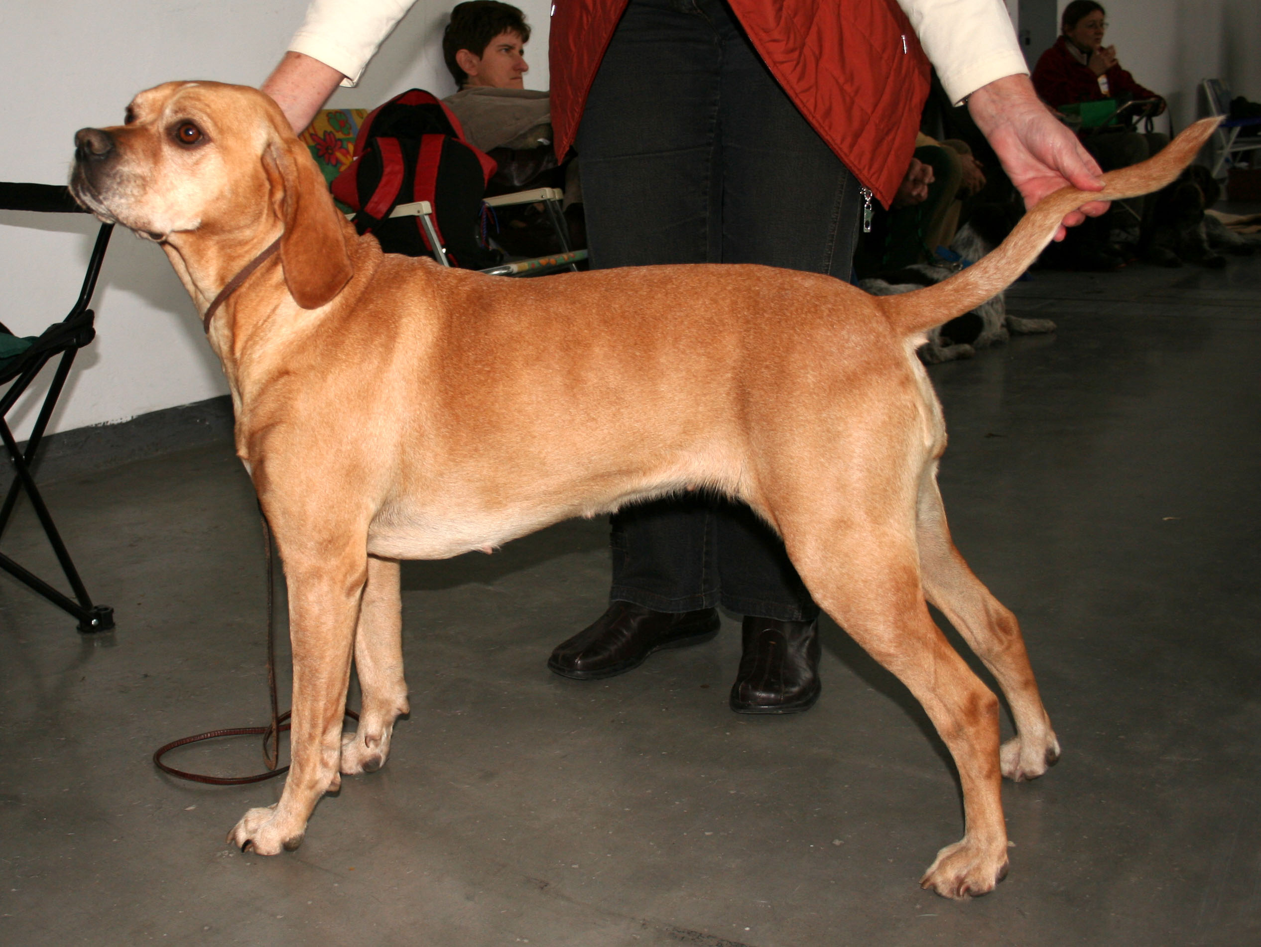 Photograph showing the Portuguese Pointing Dog breed