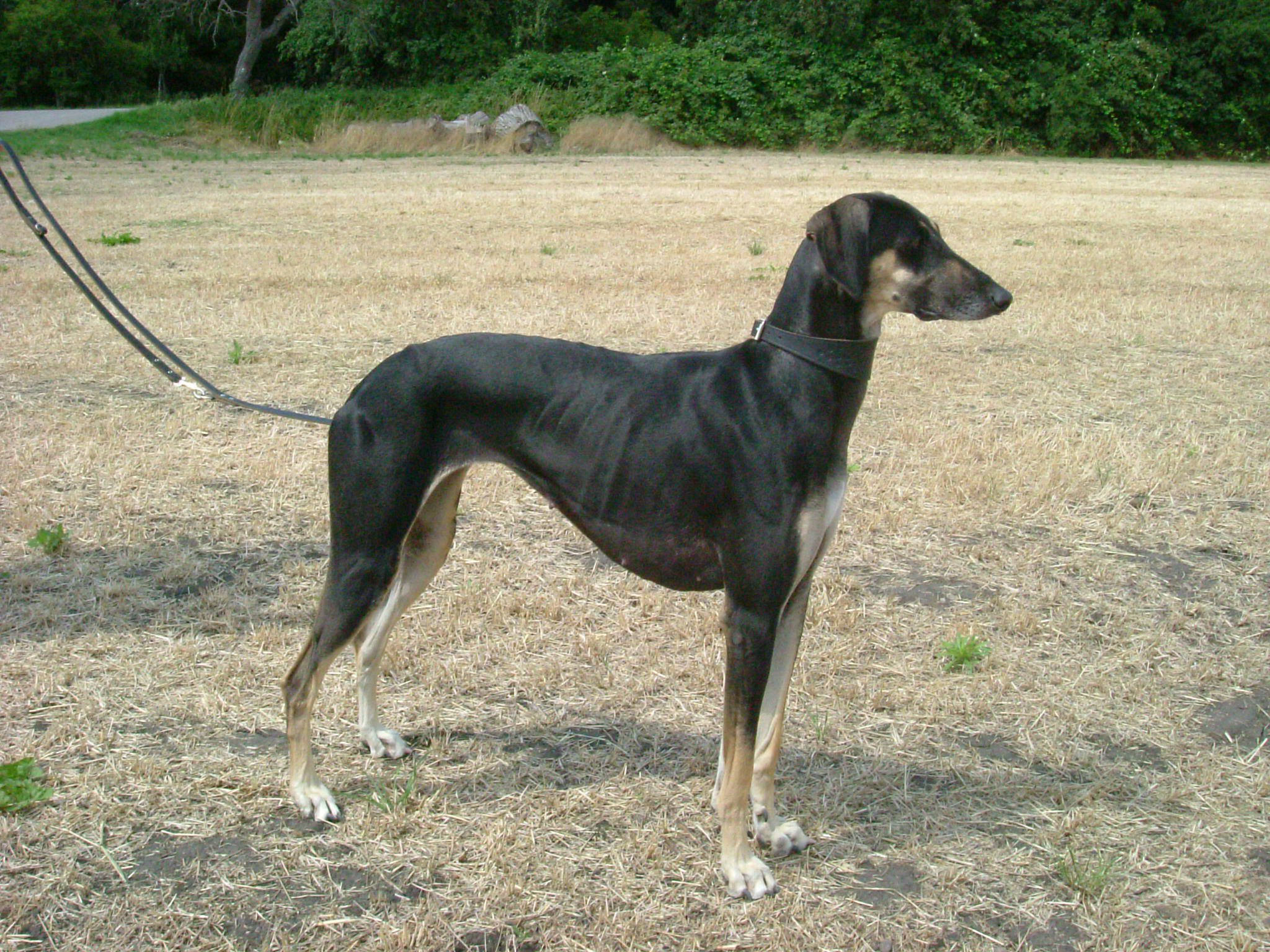 Photograph showing the Sloughi breed