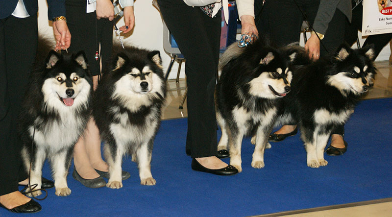 Photograph showing the Finnish Lapphund breed