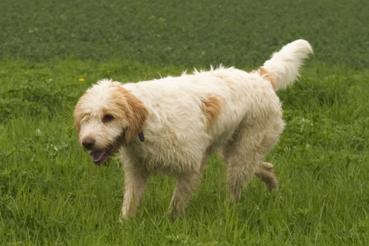 Photograph showing the Briquet Griffon Vendeen breed