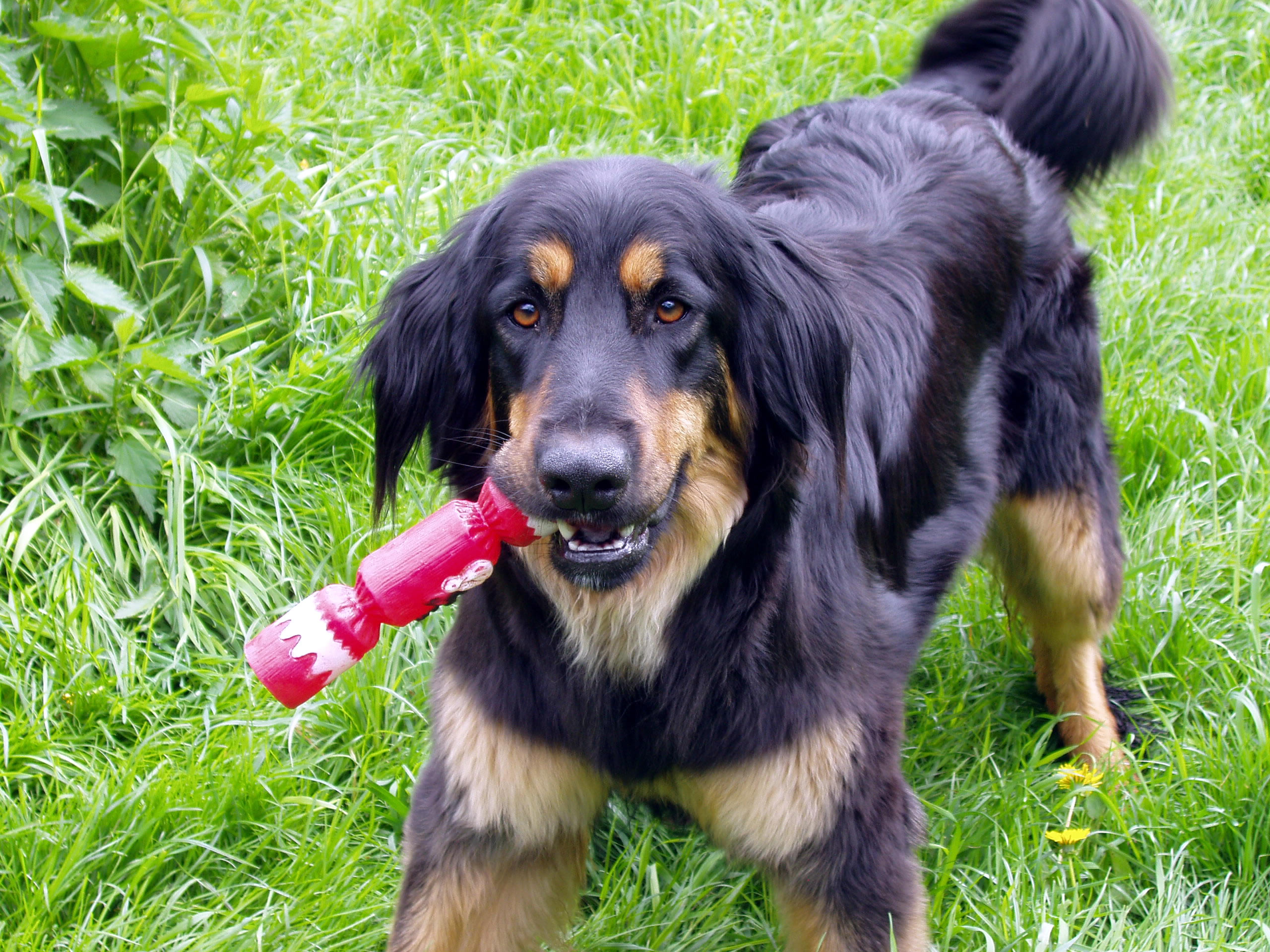 Photograph showing the Hovawart breed