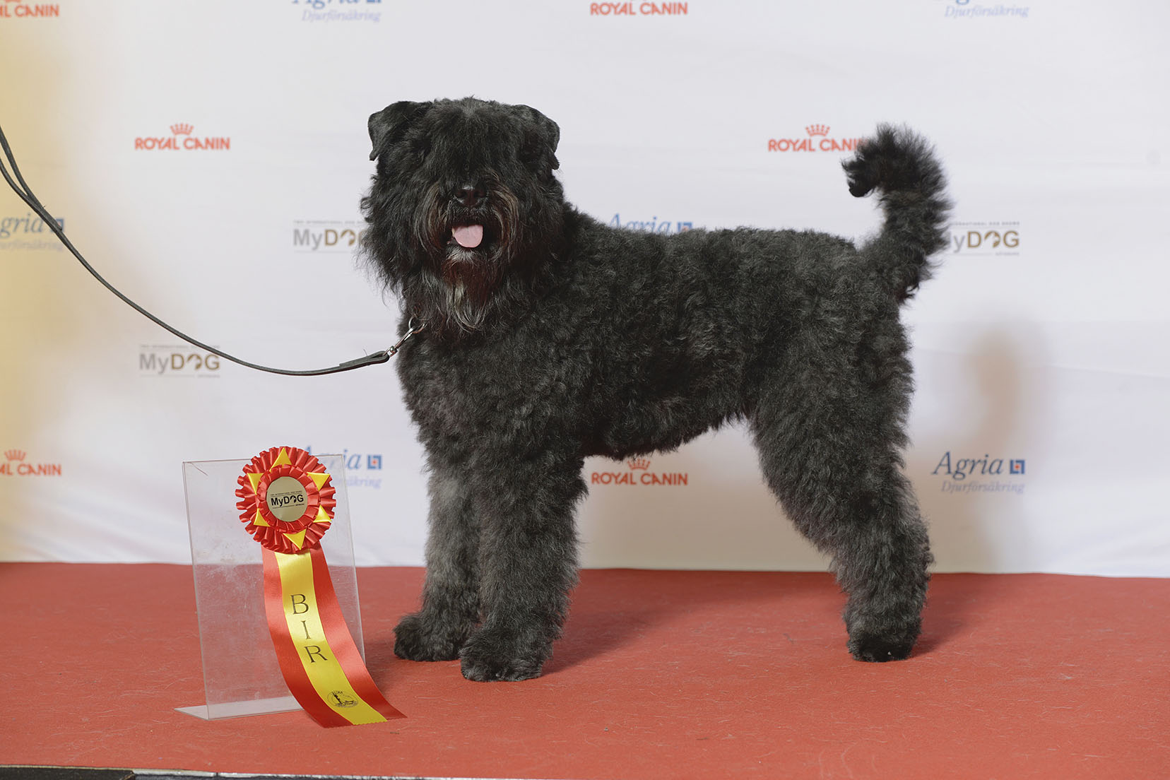 Photograph showing the Bouvier des Flandres breed