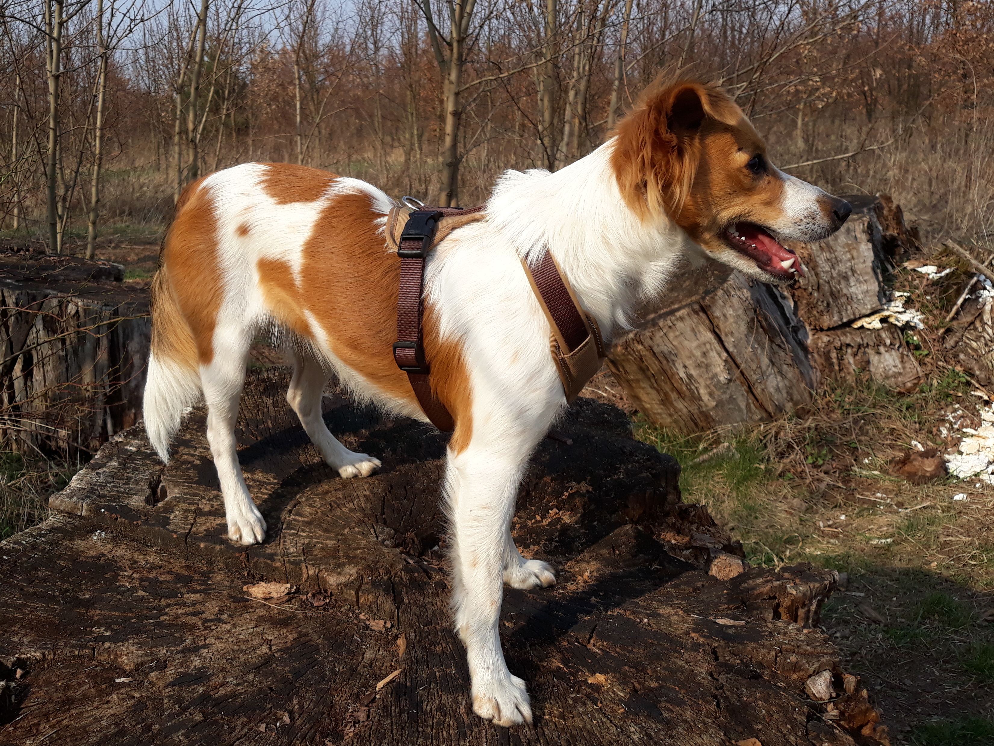Photograph showing the Kromfohrlander breed