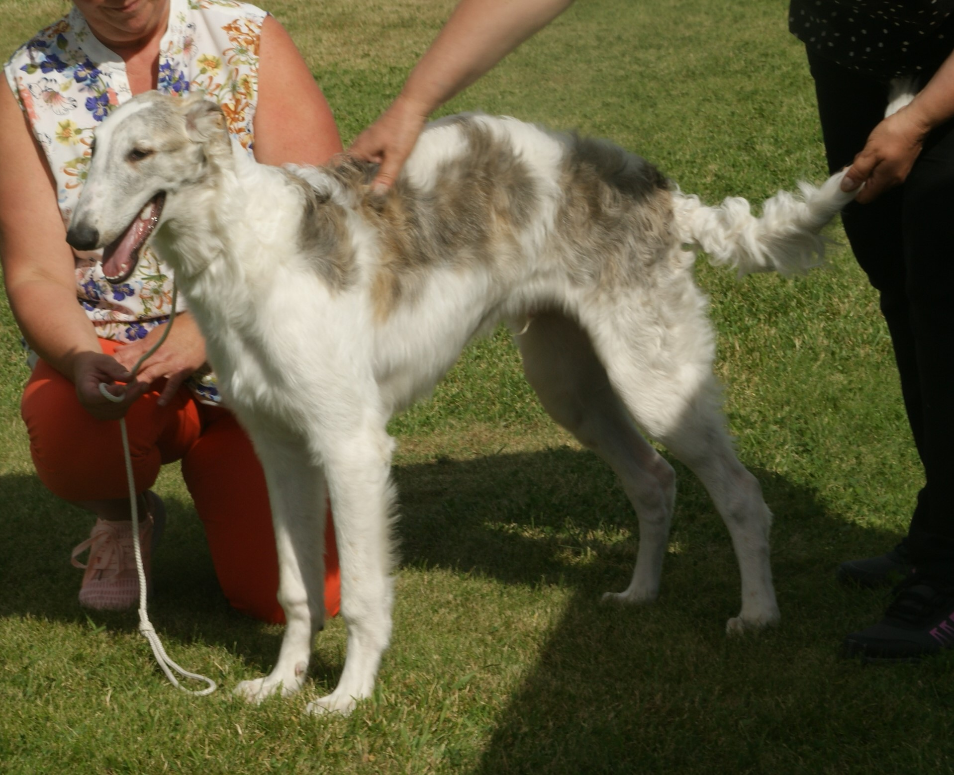 Photograph showing the Borzoi breed