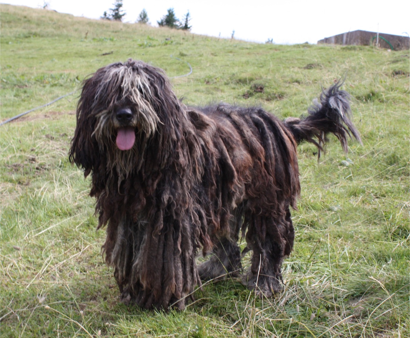 Photograph showing the Bergamasco Sheepdog breed