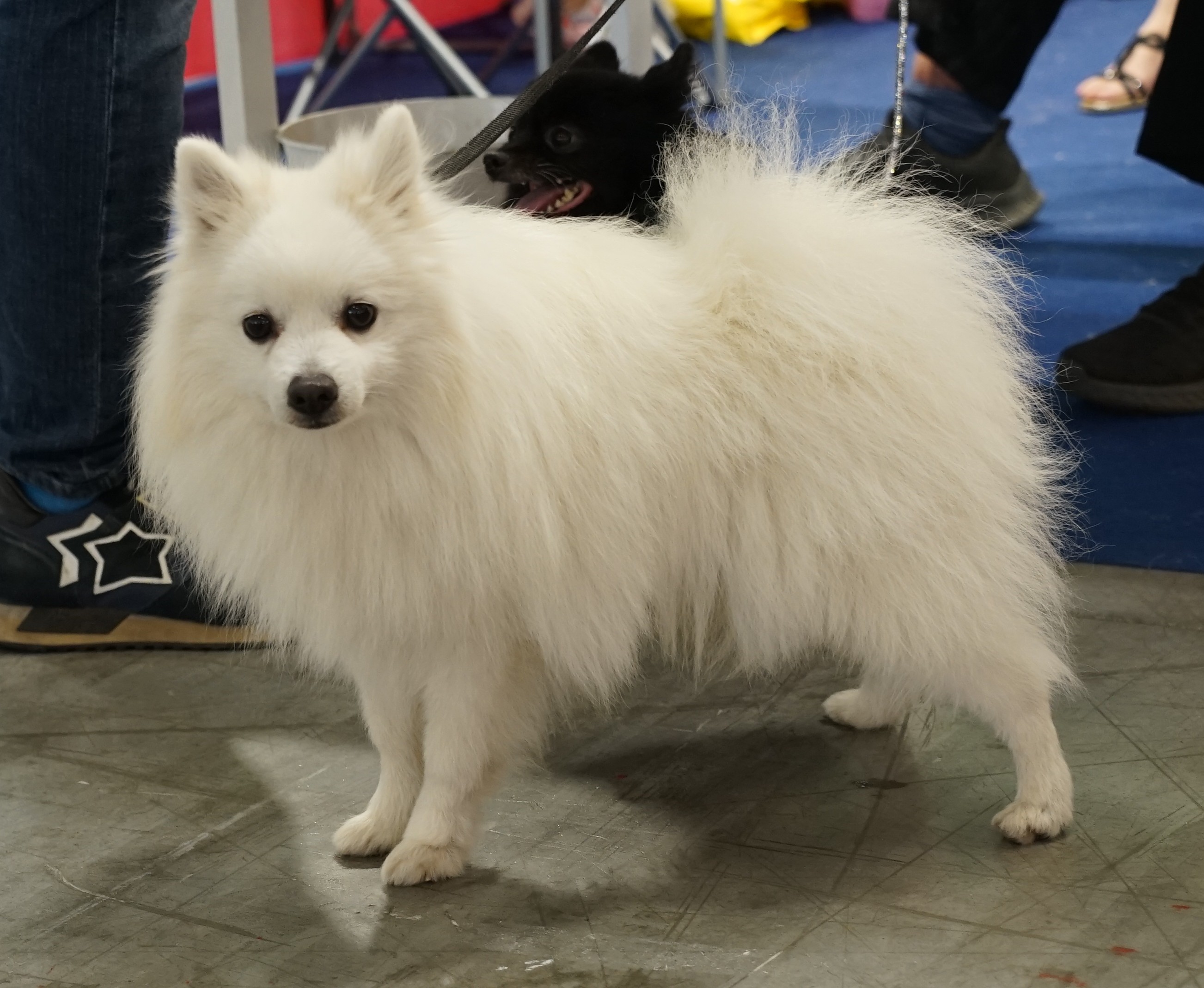 Photograph showing the Italian Volpino breed