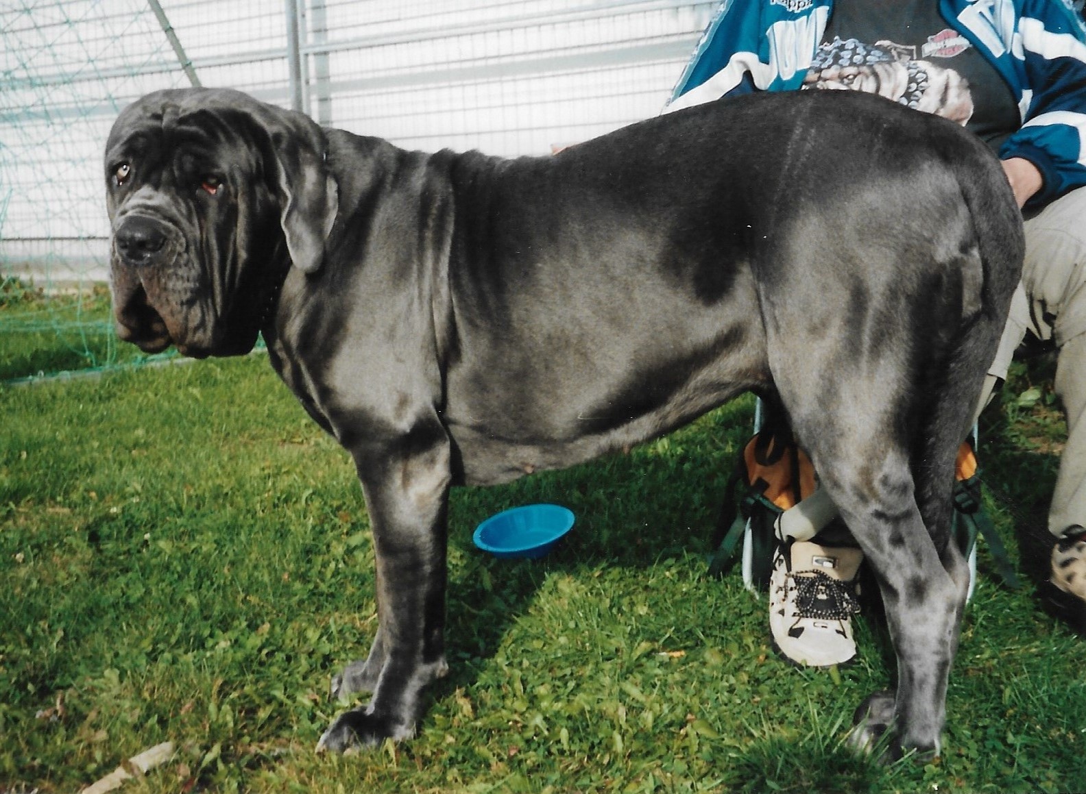 Photograph showing the Neapolitan Mastiff breed