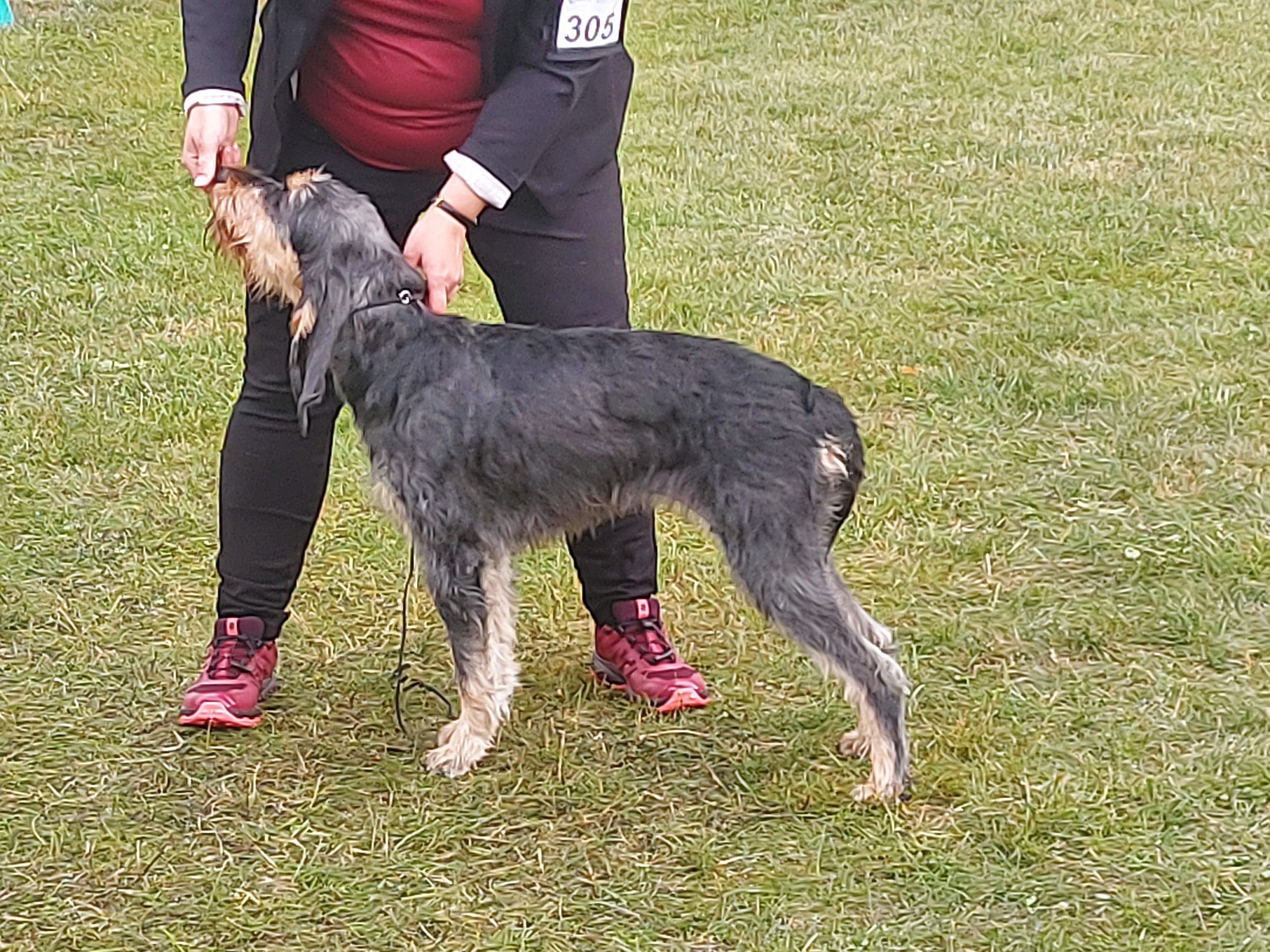 Photograph showing the Italian Rough-Haired Segugio breed