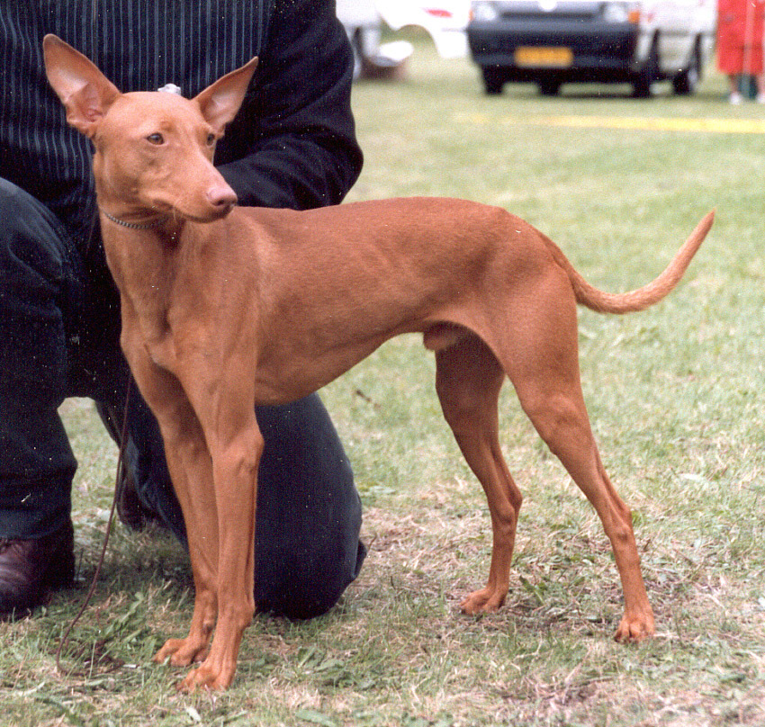 Photograph showing the Cirneco dell'Etna breed