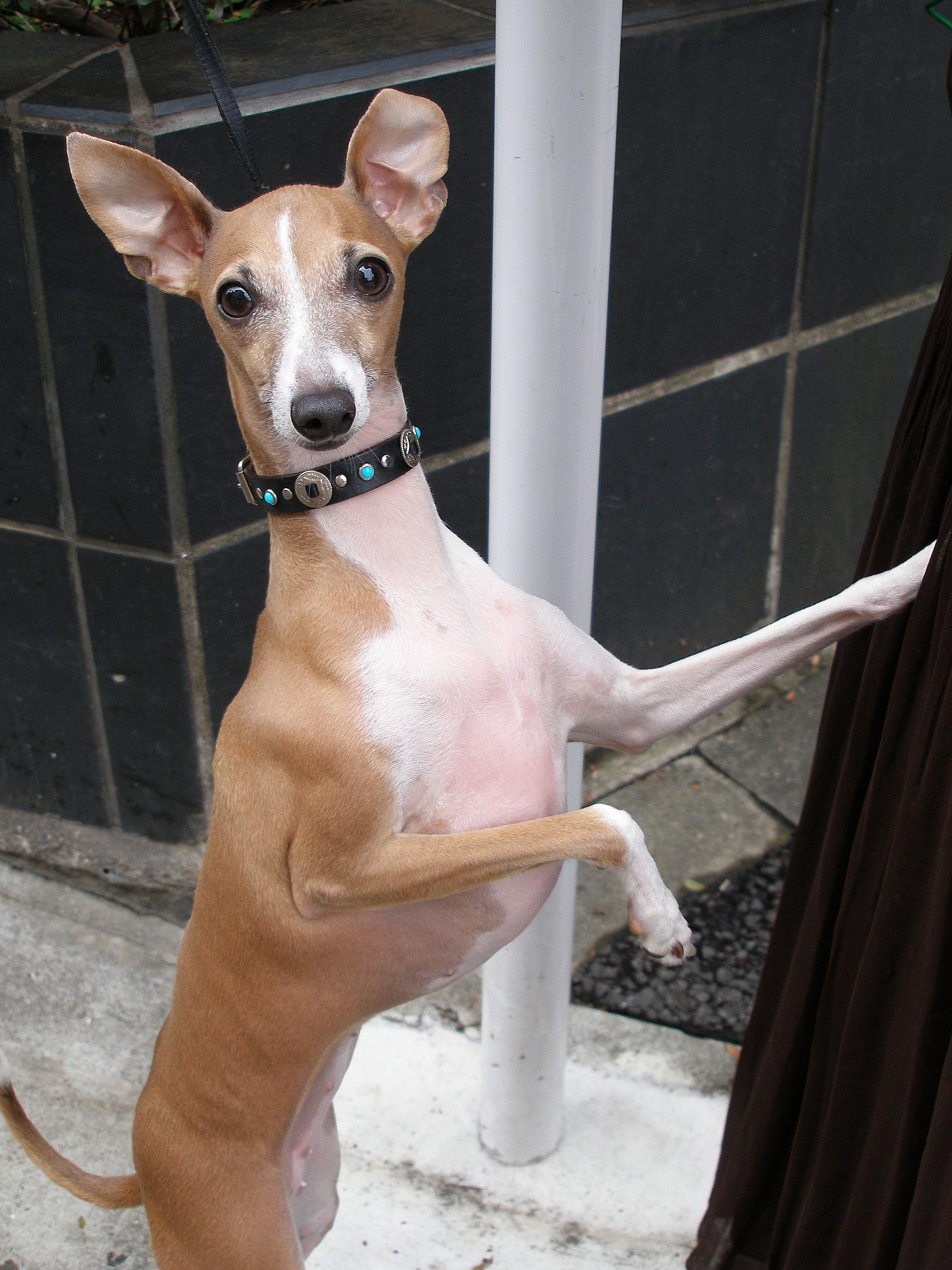 Photograph showing the Italian Greyhound breed