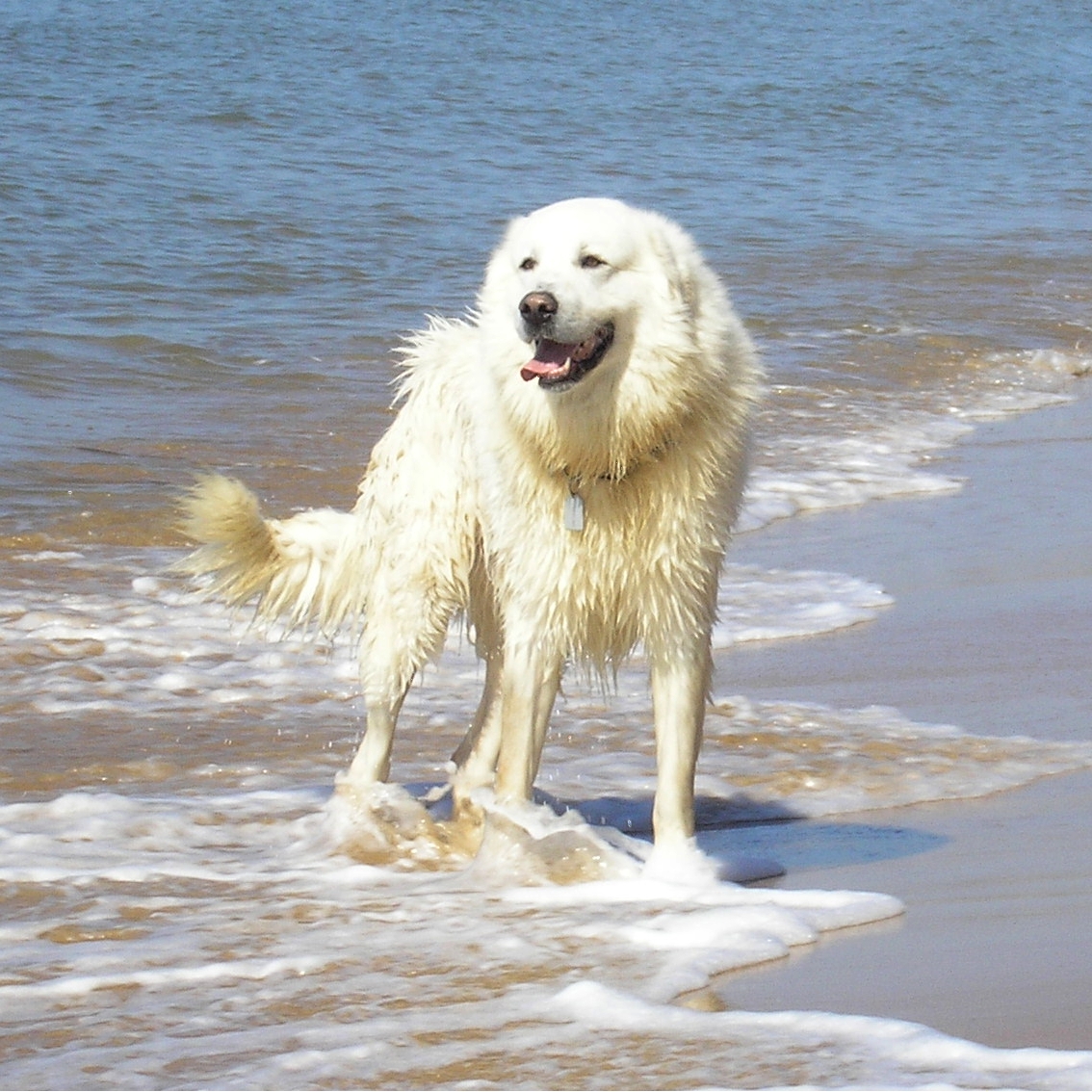 Photograph showing the Maremma and Abruzzes Sheepdog breed