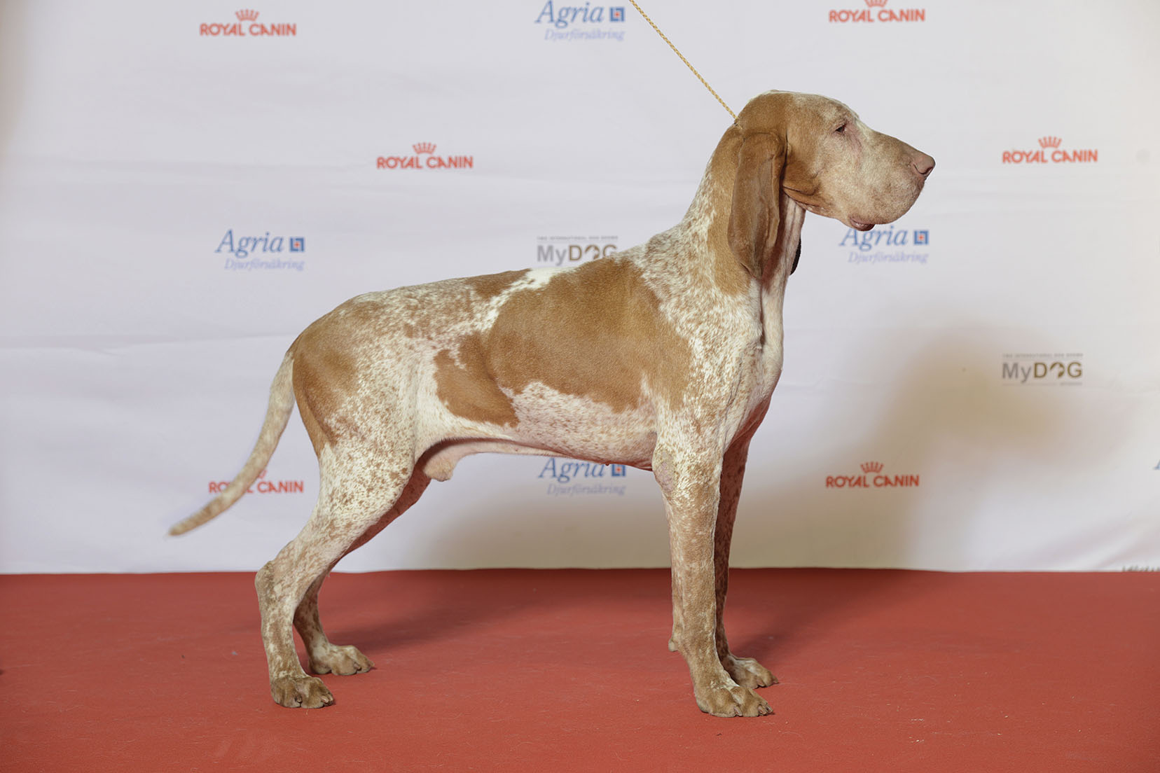 Photograph showing the Bracco Italiano breed