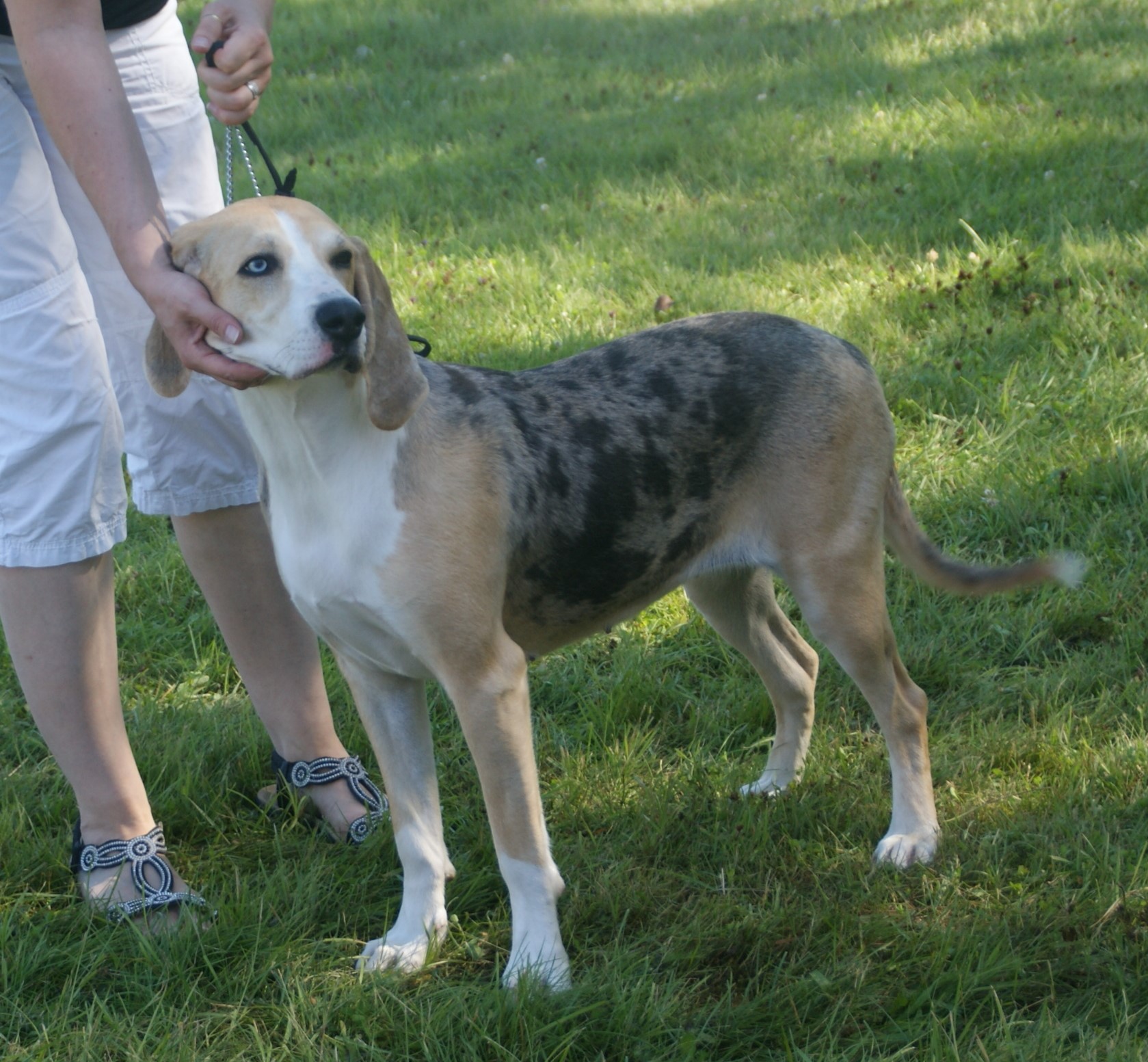 Photograph showing the Dunker breed