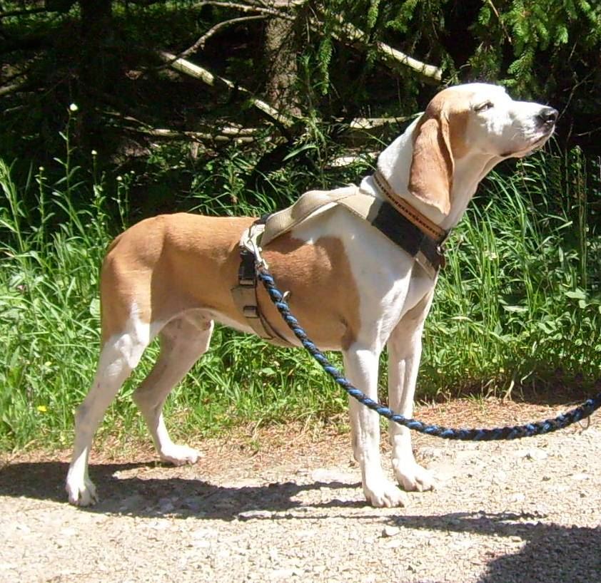 Photograph showing the Spanish Hound breed