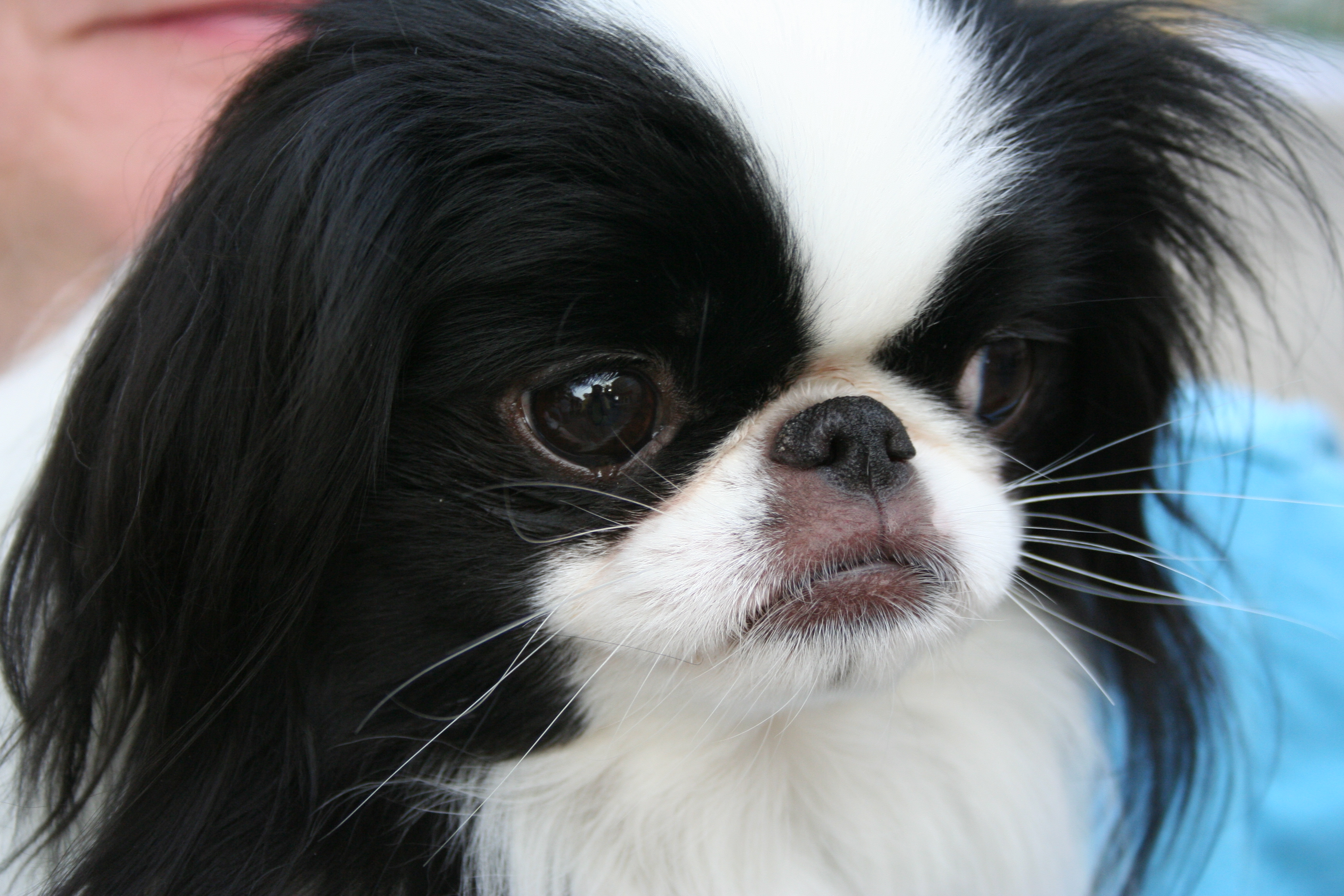 Photograph showing the Japanese Chin breed