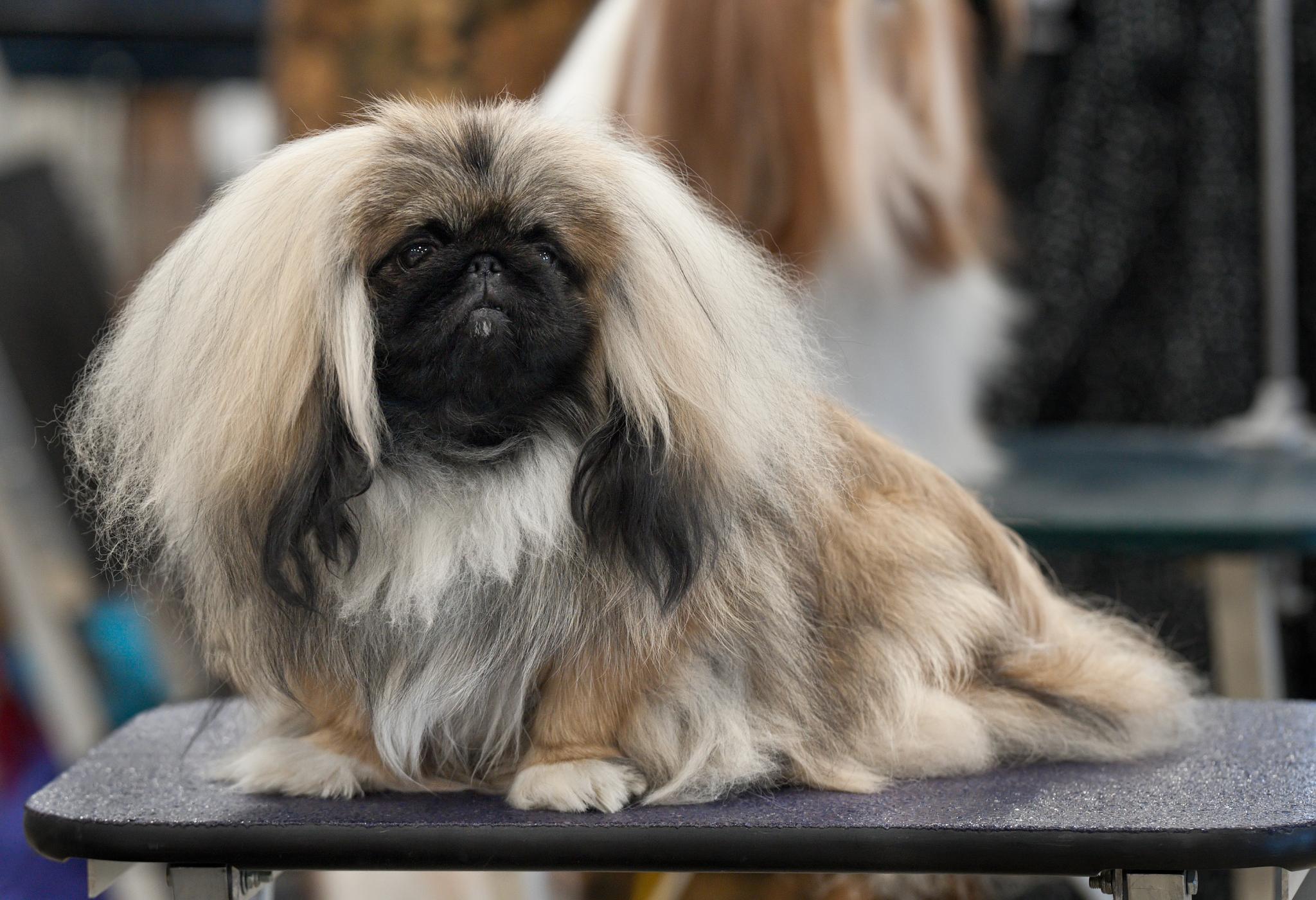 Photograph showing the Pekingese breed