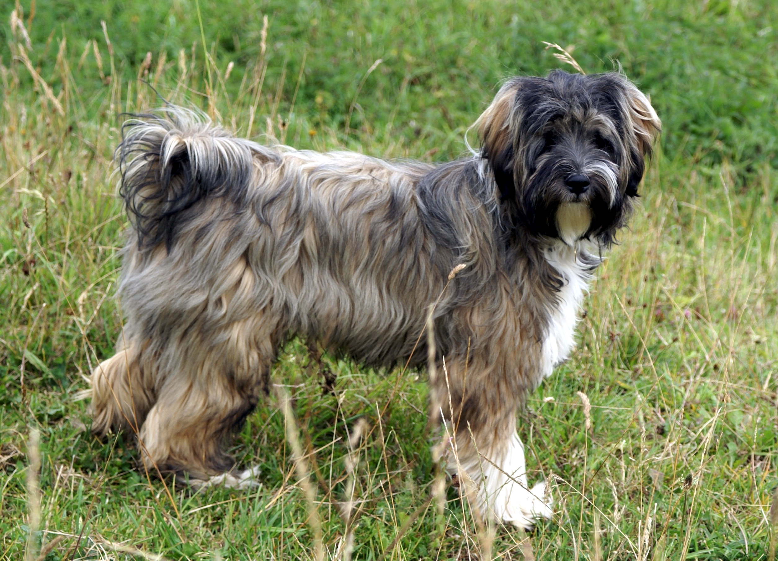 Photograph showing the Tibetan Terrier breed
