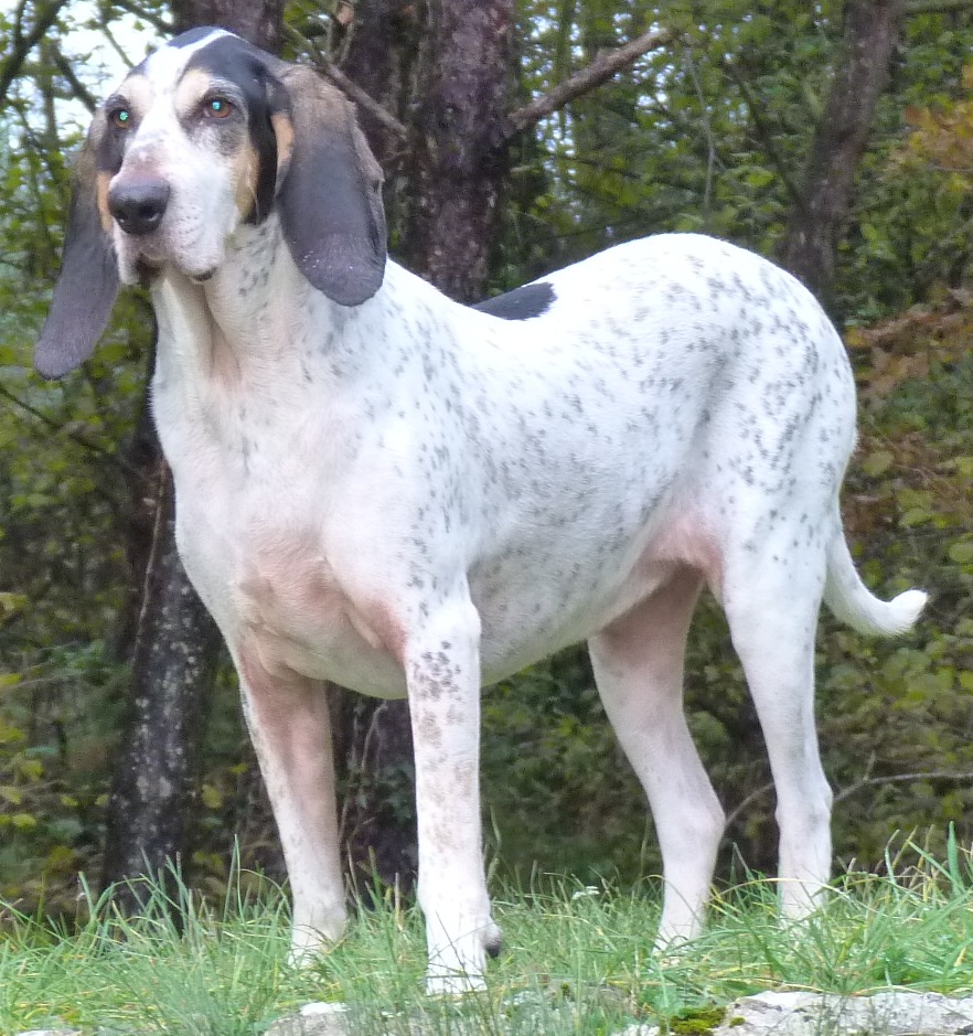 Photograph showing the Gascon Saintongeois breed